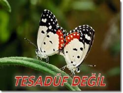 Tevafuk ve Tesadf diye bir ey var mdr?